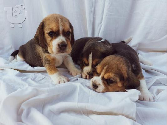 Beagle
